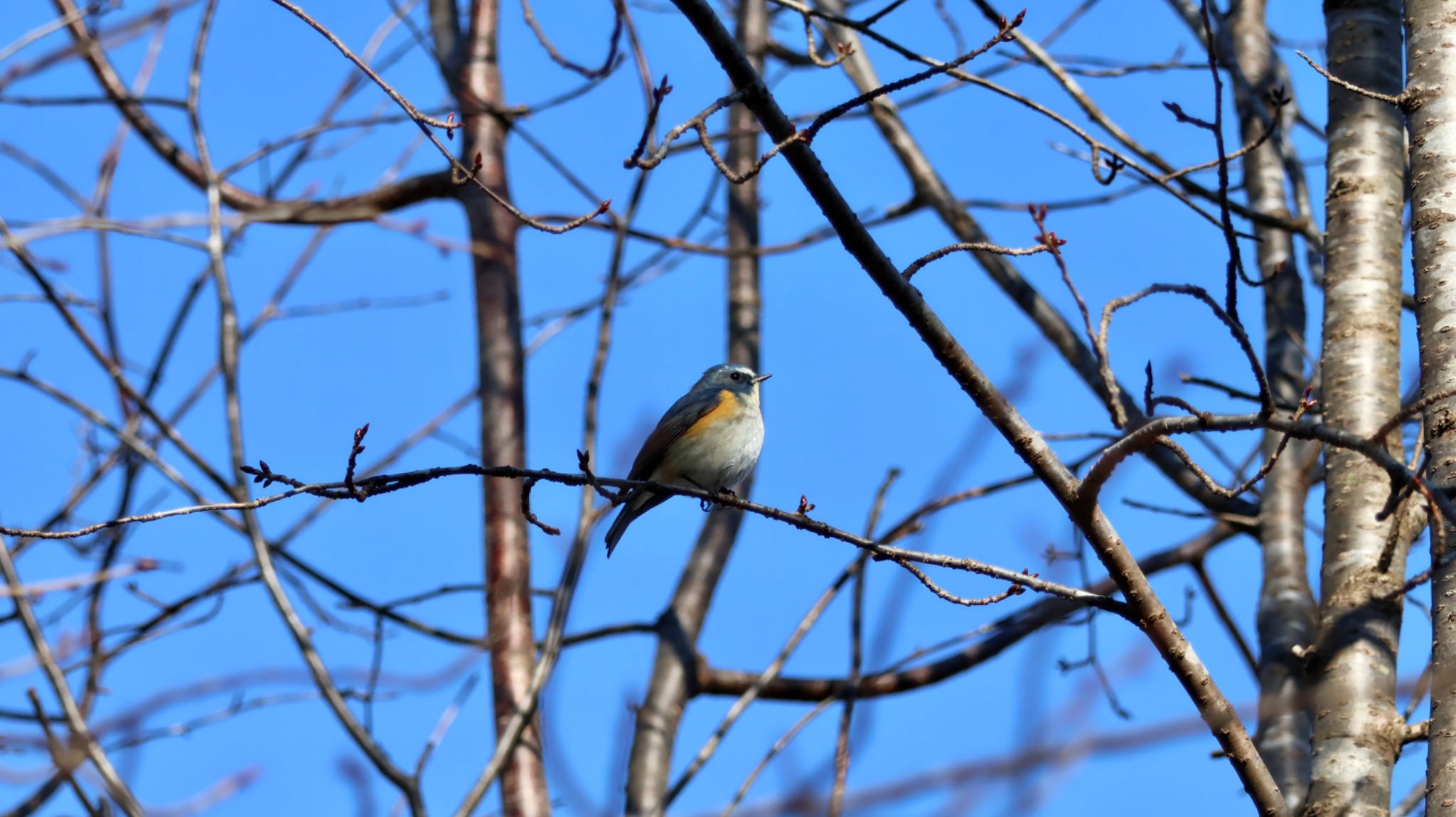 Photo of Red-flanked Bluetail at Arima Fuji Park by 洗濯バサミ