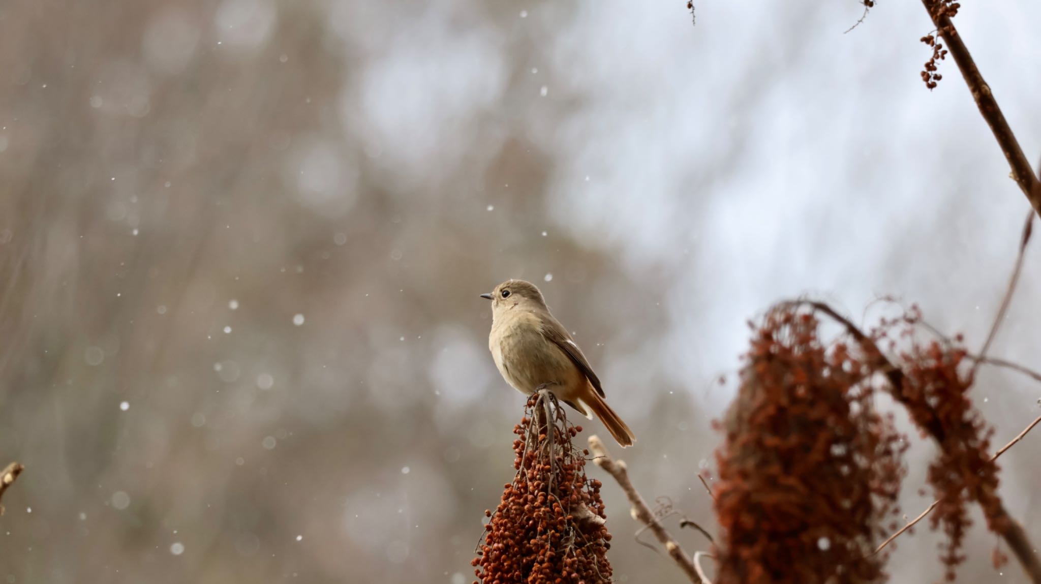 Photo of Daurian Redstart at Arima Fuji Park by 洗濯バサミ