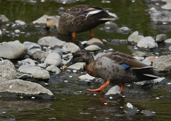 Eastern Spot-billed Duck Nogawa Sun, 4/1/2018