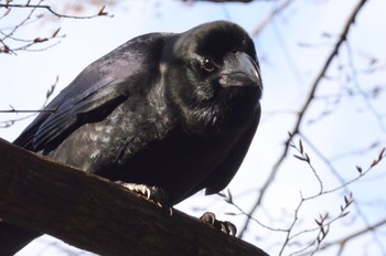 Large-billed Crow 和田堀公園 Sat, 1/28/2023