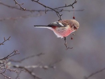 2023年1月29日(日) 戦場ヶ原の野鳥観察記録