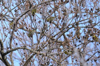 Eurasian Siskin 六甲山 Sun, 1/29/2023