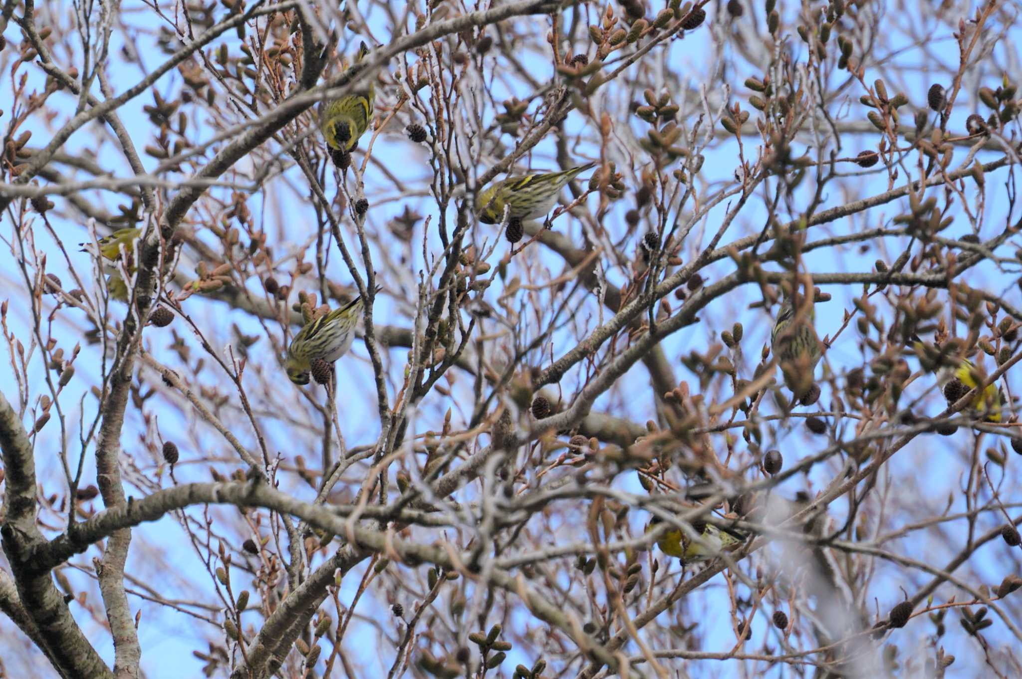 Photo of Eurasian Siskin at 六甲山 by マル