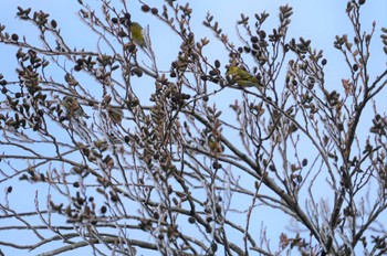 Eurasian Siskin 六甲山 Sun, 1/29/2023