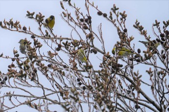 Eurasian Siskin 六甲山 Sun, 1/29/2023