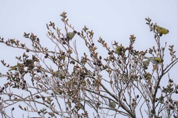 Eurasian Siskin 六甲山 Sun, 1/29/2023