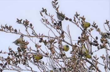 Eurasian Siskin 六甲山 Sun, 1/29/2023