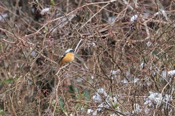 Daurian Redstart 六甲山 Sun, 1/29/2023