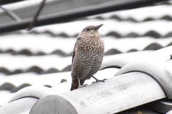 Blue Rock Thrush 奈良 長谷寺 Thu, 4/5/2018