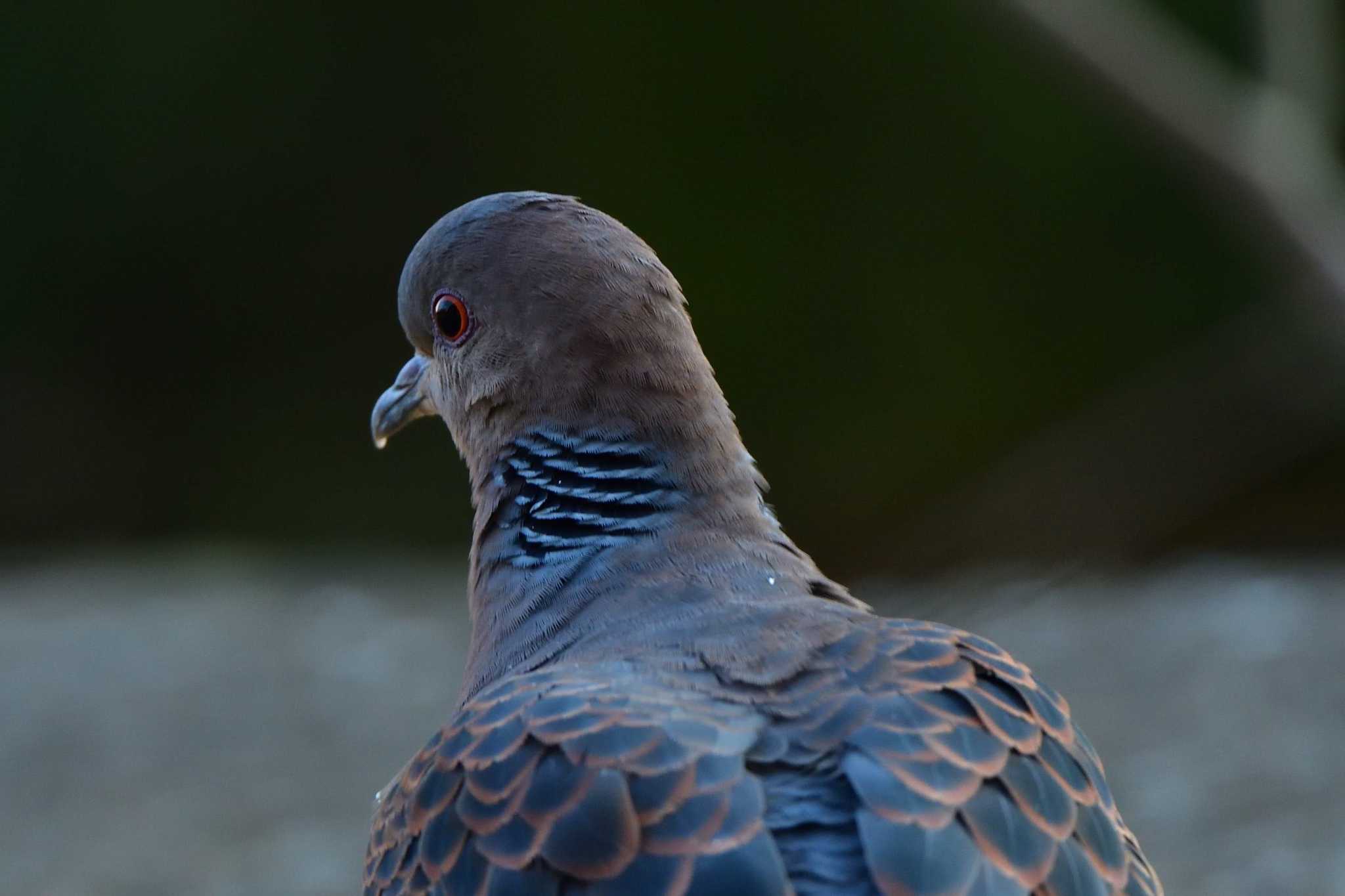 長浜公園 キジバトの写真