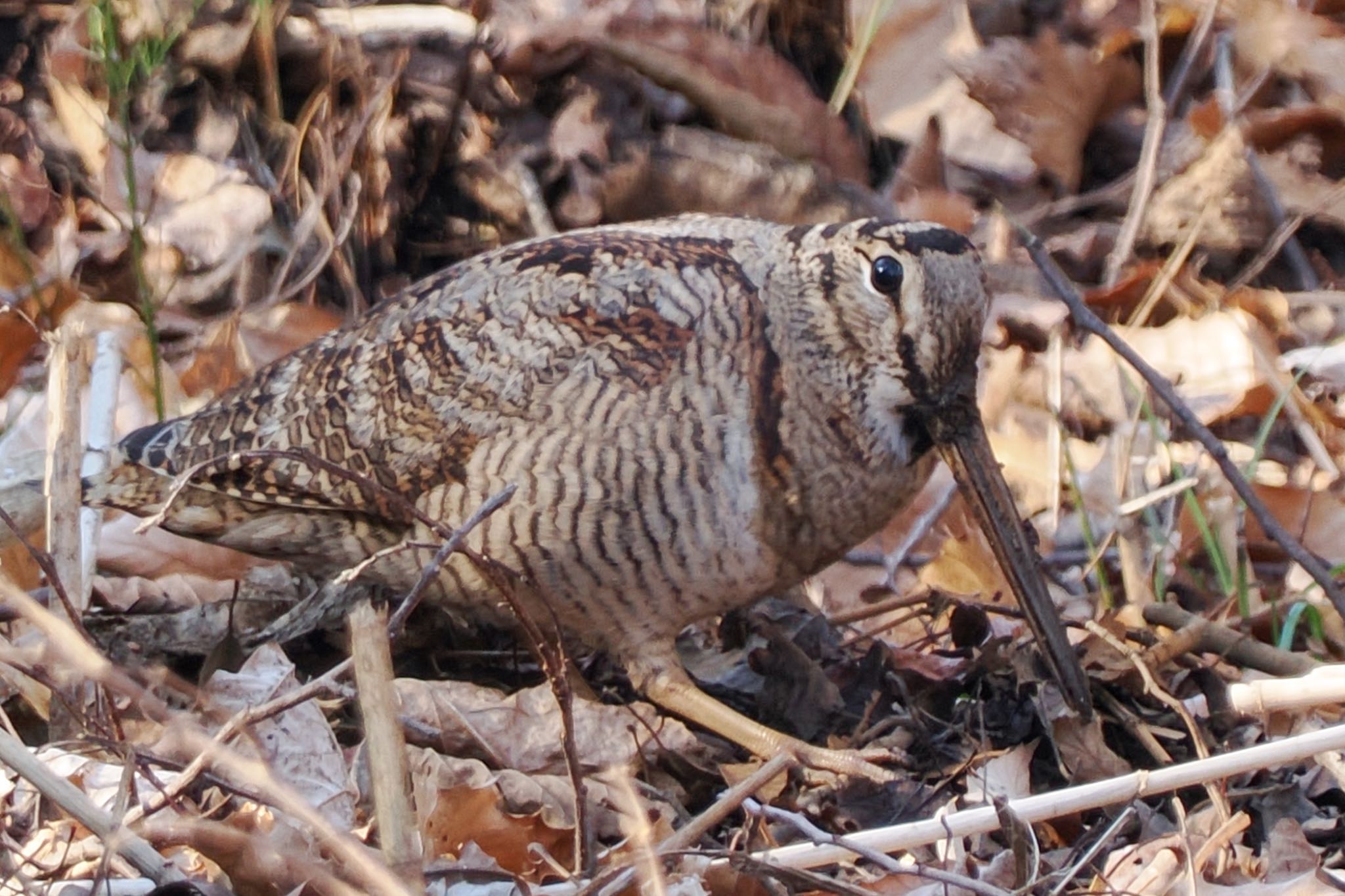 舞岡公園 ヤマシギの写真