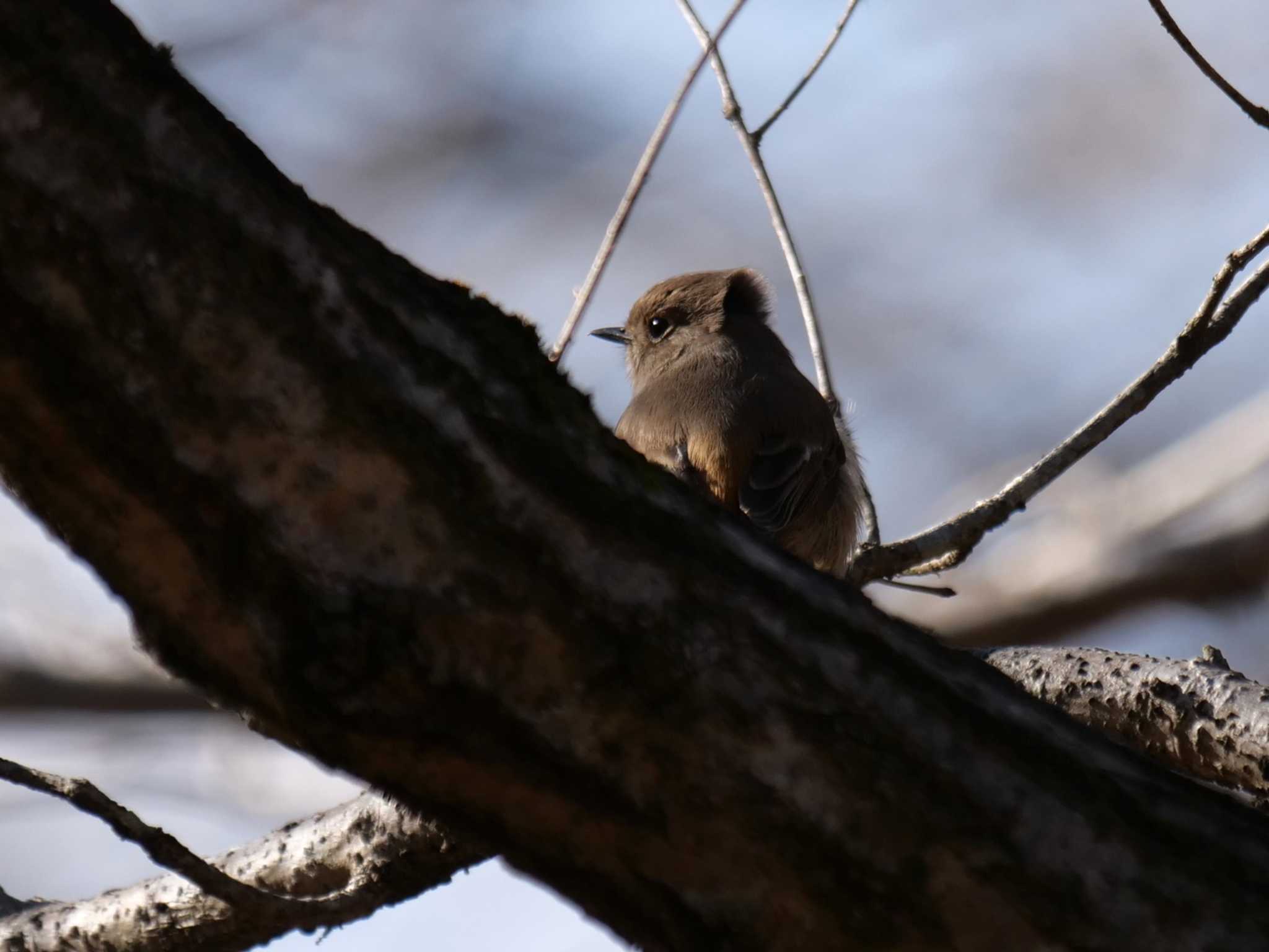 秩父 ジョウビタキの写真 by little birds