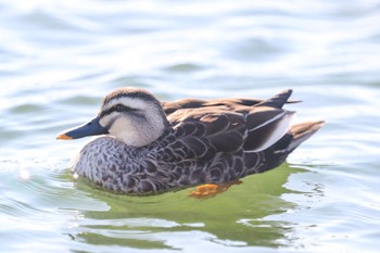 カルガモ 昆陽池公園 2023年1月29日(日)