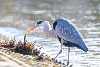 アオサギ 昆陽池公園 2023年1月29日(日)