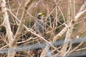 ヒヨドリ 奈良 長谷寺 2018年4月5日(木)