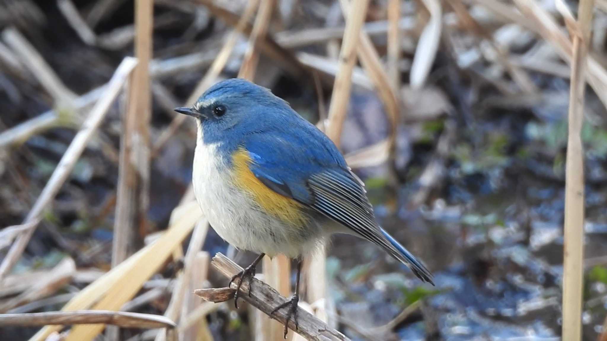 北本自然観察公園 ルリビタキの写真