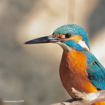 Common Kingfisher 国立科学博物館附属自然教育園 (港区, 東京) Sun, 1/29/2023