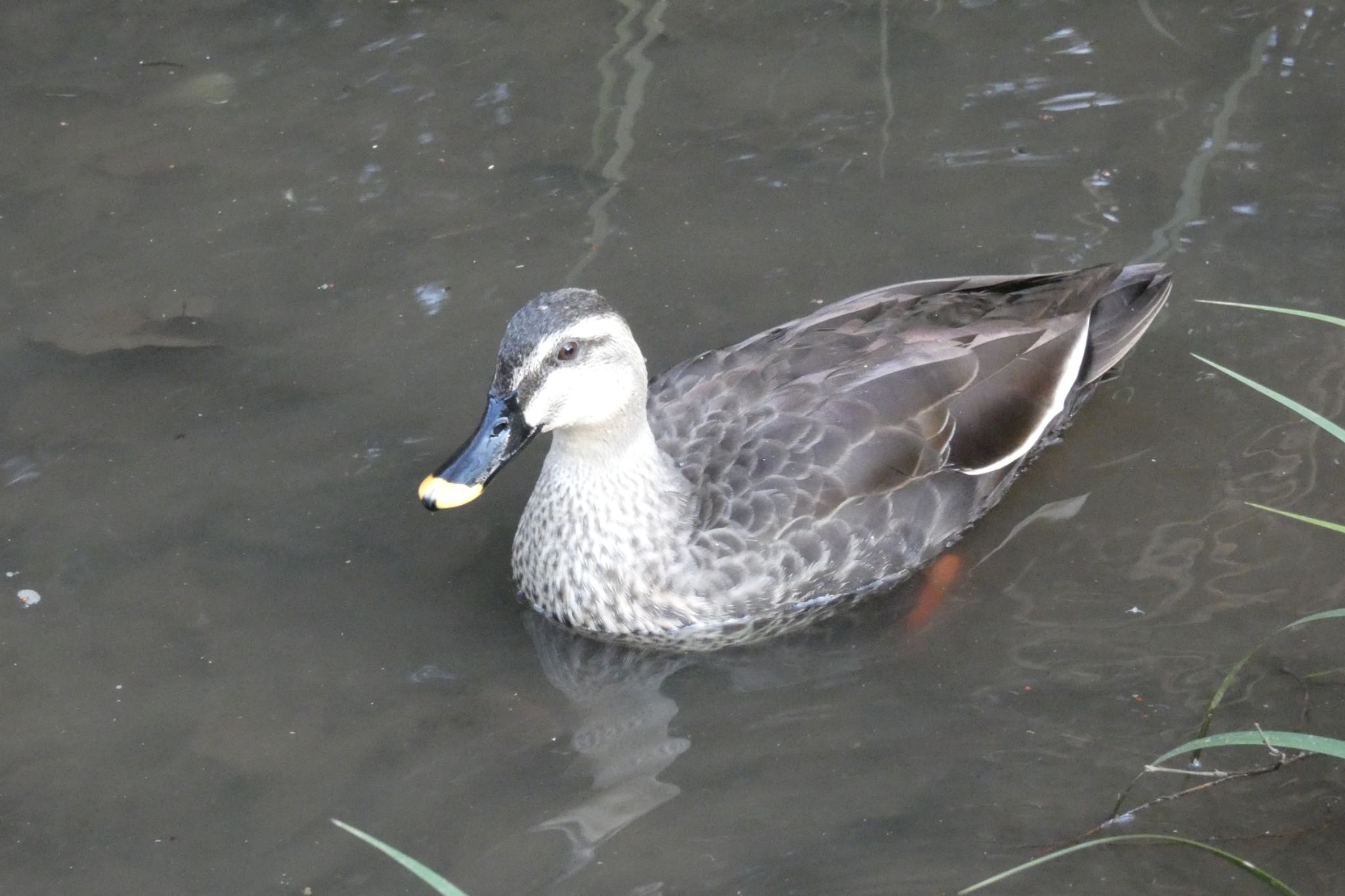 東高根森林公園 カルガモの写真