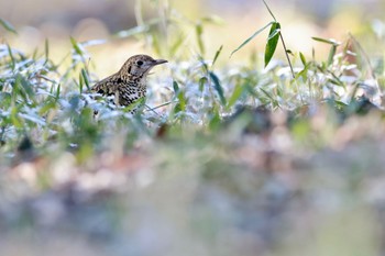 トラツグミ 都立狭山公園 2023年1月29日(日)