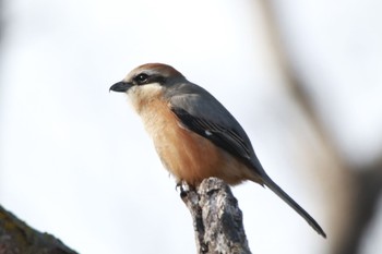 Bull-headed Shrike 下妻市 砂沼 Sat, 3/10/2018