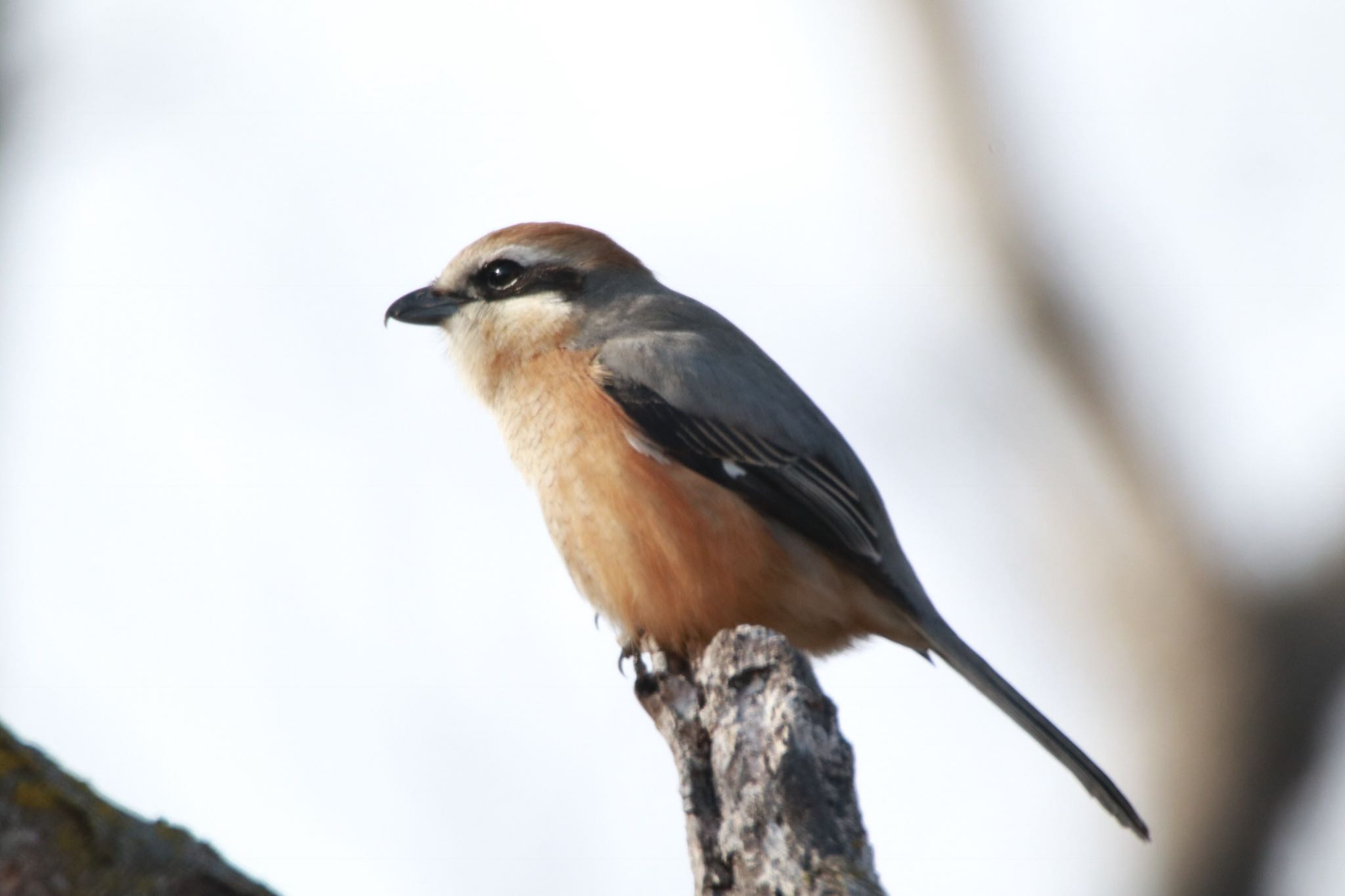 Photo of Bull-headed Shrike at 下妻市 砂沼 by nejimakibird