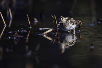 タシギ 北本自然観察公園 2023年1月9日(月)