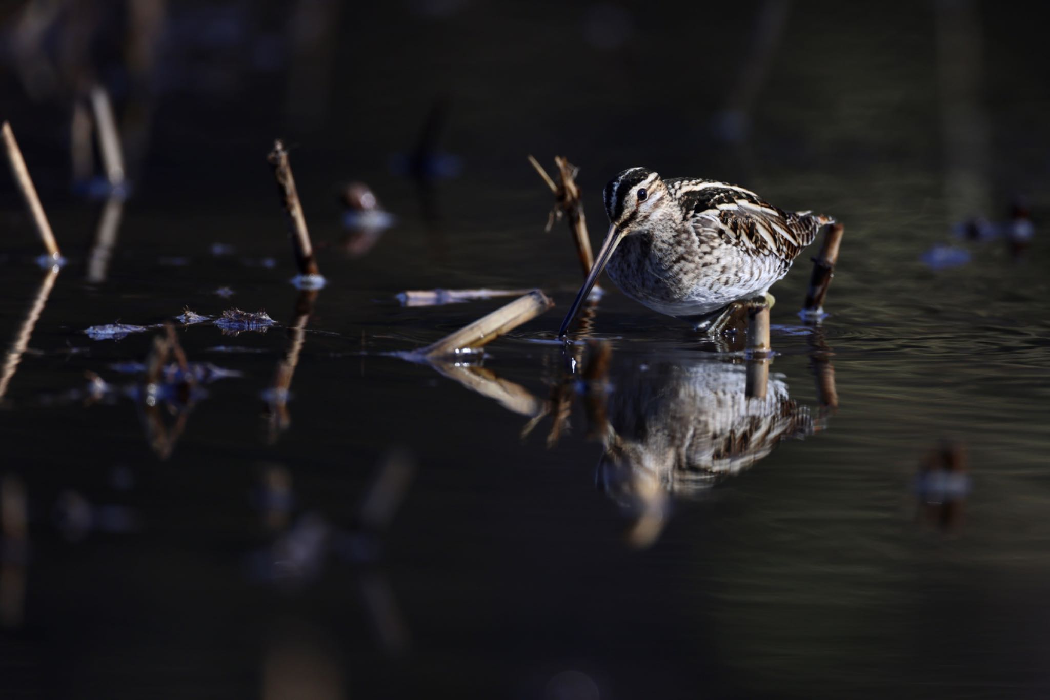 北本自然観察公園 タシギの写真 by 八丈 鶫