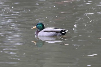 Mallard Akashi Park Sun, 12/11/2022