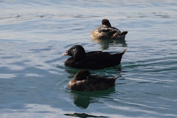 White-winged Scoter 潮風公園(お台場) Sun, 1/22/2023