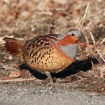 Chinese Bamboo Partridge Koyama Dam Mon, 2/12/2018