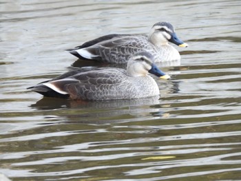 Mon, 1/30/2023 Birding report at Shimizu Park(Chiba, Noda)