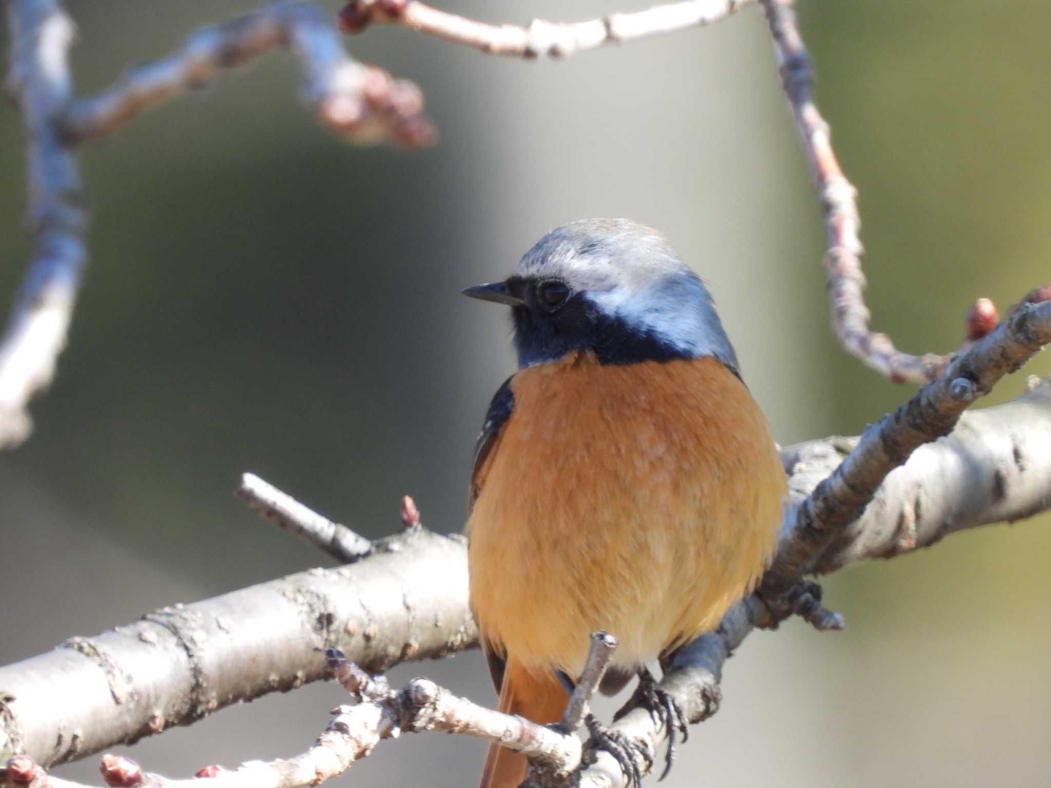 Daurian Redstart