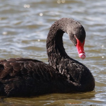 Black Swan 茨城県桜川市 上野沼 Mon, 2/12/2018