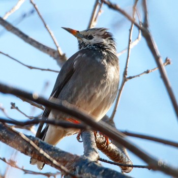 White-cheeked Starling Watarase Yusuichi (Wetland) Sun, 2/11/2018