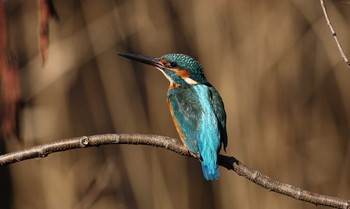 Mon, 1/30/2023 Birding report at じゅん菜池緑地(千葉県)