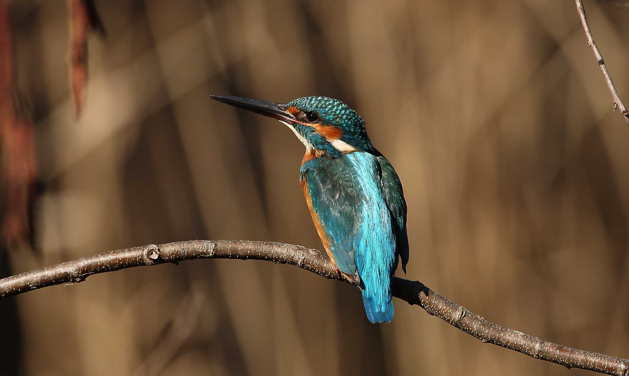 Photo of Common Kingfisher at じゅん菜池緑地(千葉県) by uraku