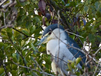 Black-crowned Night Heron 姫路城 Sun, 1/29/2023