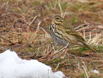 Olive-backed Pipit 滋賀県大津市 Sun, 1/29/2023