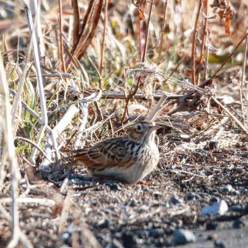 Eurasian Skylark Watarase Yusuichi (Wetland) Sun, 2/11/2018