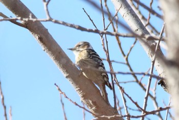 Japanese Pygmy Woodpecker 麻機遊水地 Mon, 1/30/2023