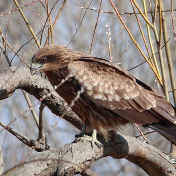 Black Kite Watarase Yusuichi (Wetland) Sun, 2/11/2018