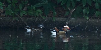 Mandarin Duck Shinjuku Gyoen National Garden Sun, 1/29/2023