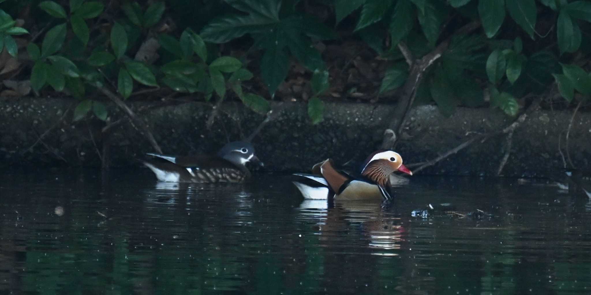 Mandarin Duck