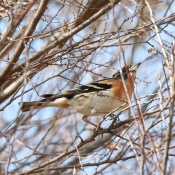 Brambling Watarase Yusuichi (Wetland) Sun, 2/11/2018