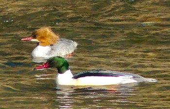 Sat, 1/28/2023 Birding report at 小諸発電所第一調整池(杉の木貯水池)