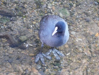 2023年1月30日(月) 平和の森公園、妙正寺川の野鳥観察記録