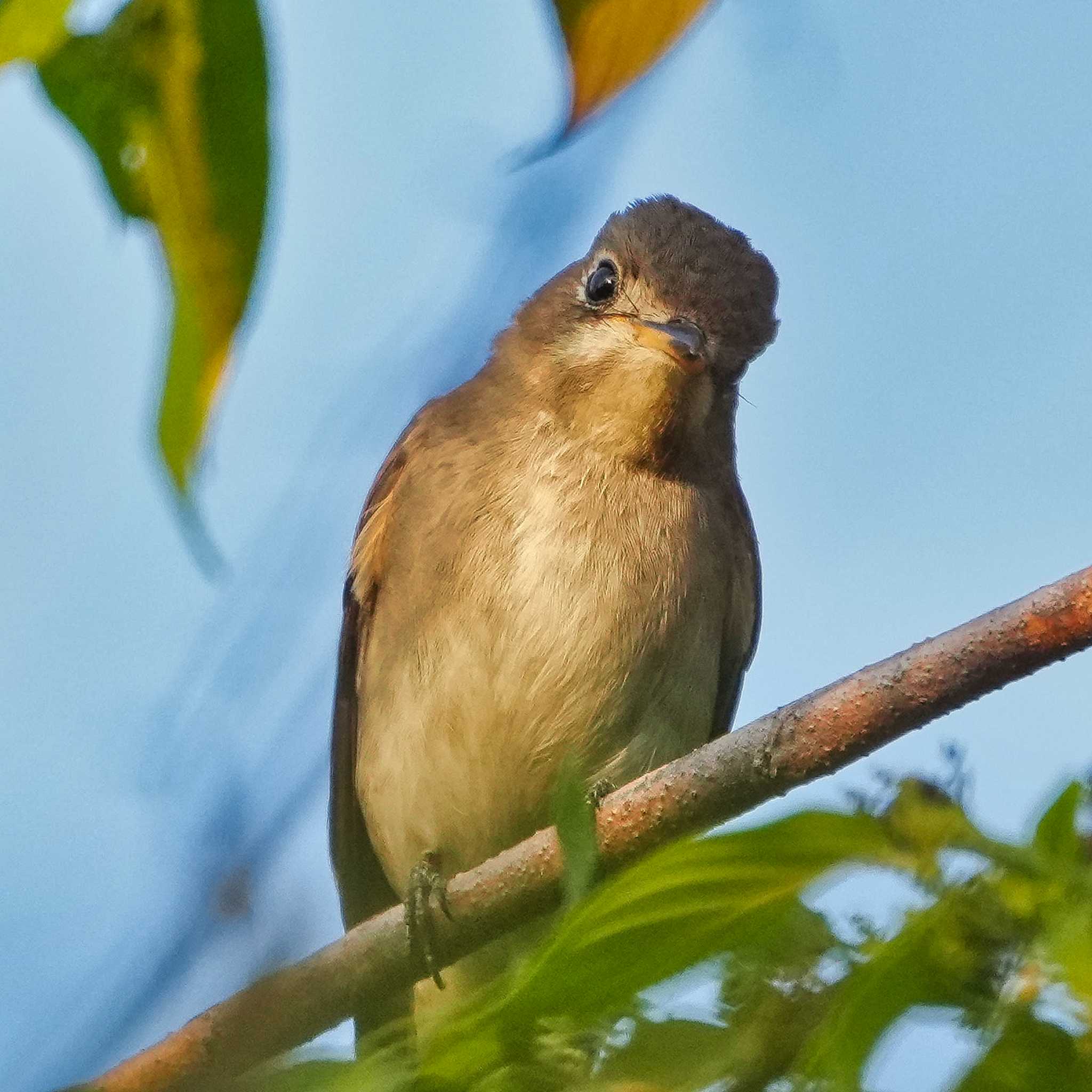 Asian Brown Flycatcher