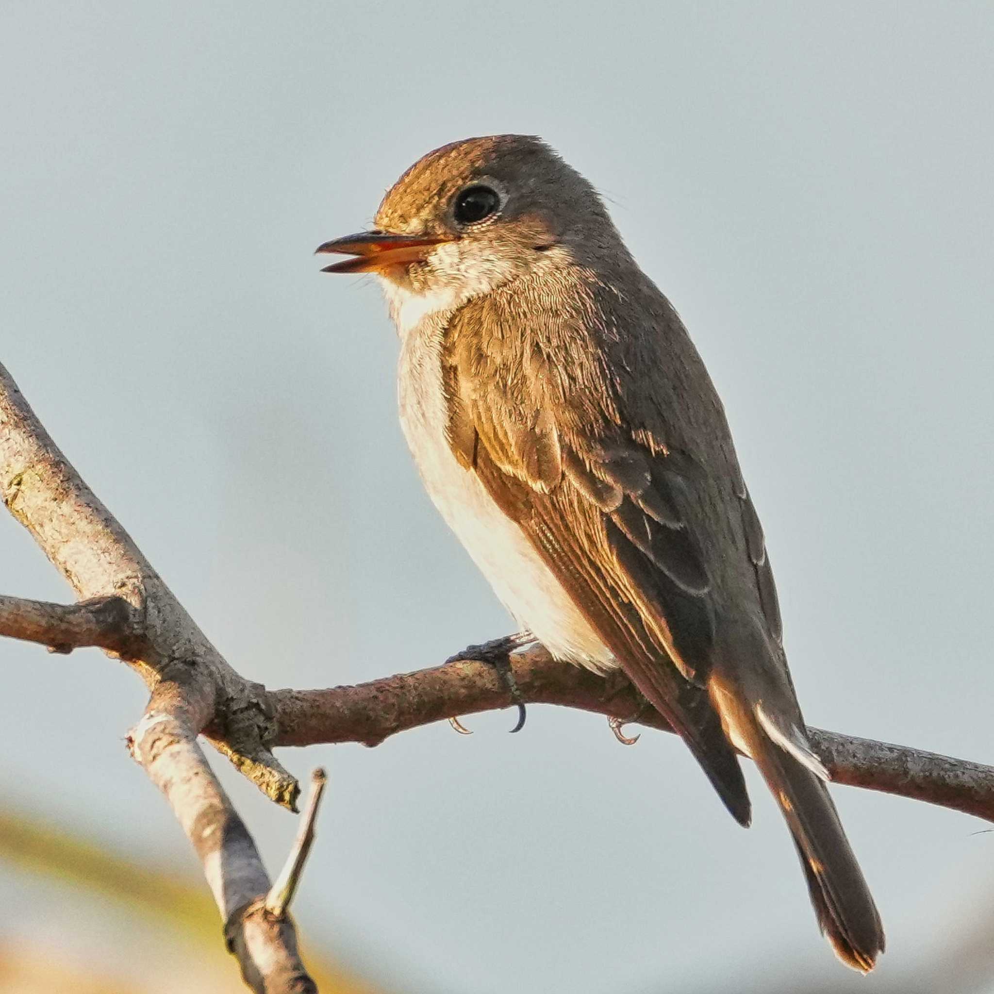 Photo of Asian Brown Flycatcher at Khao Mai Keao Reservation Park by span265