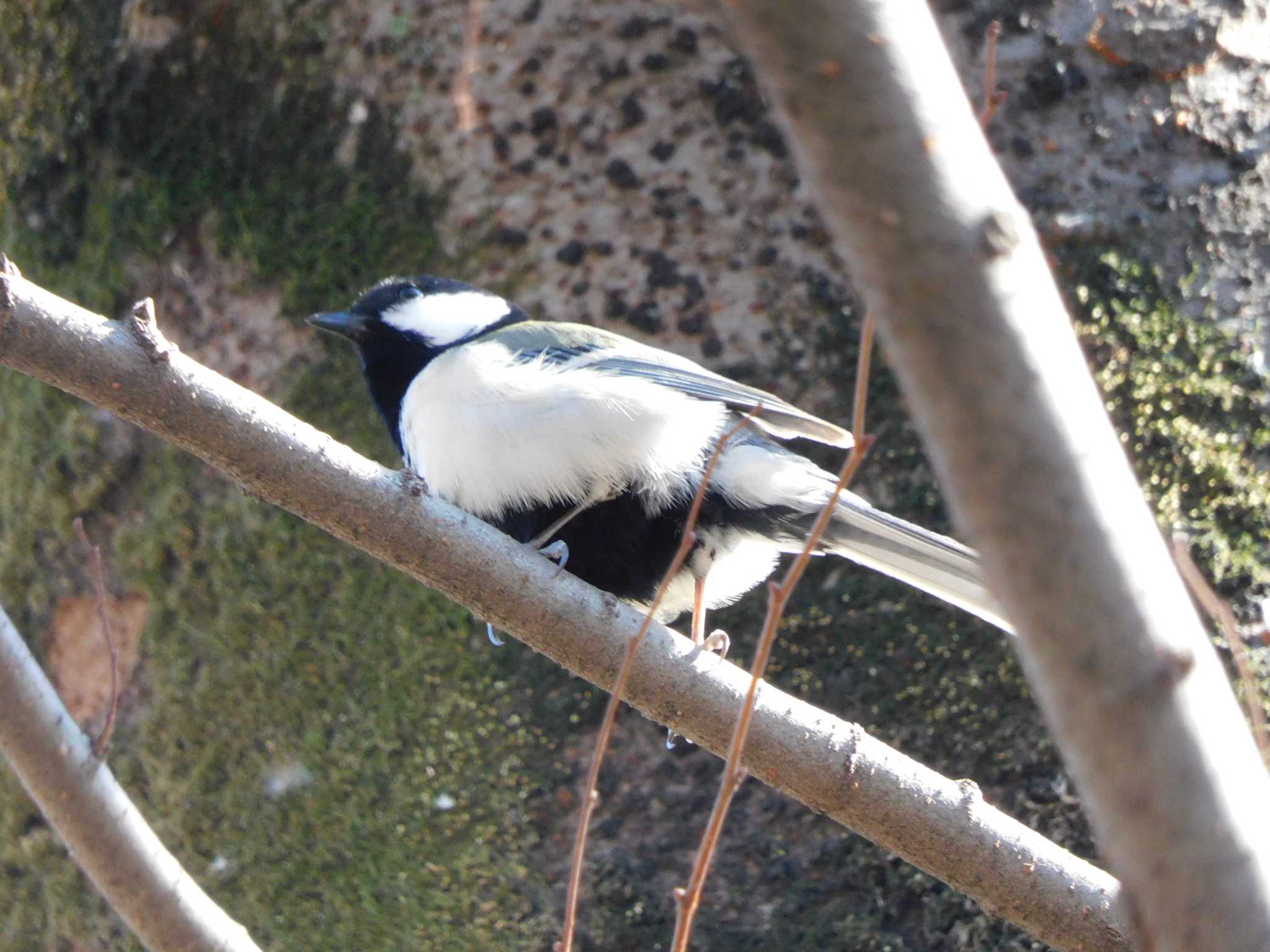 シジュウカラ