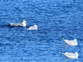 2023年1月30日(月) ふなばし三番瀬海浜公園の野鳥観察記録